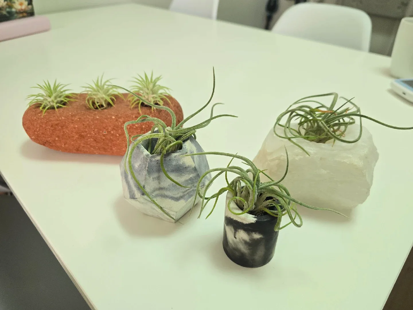 Various Airplants and Holders image indicator(3)