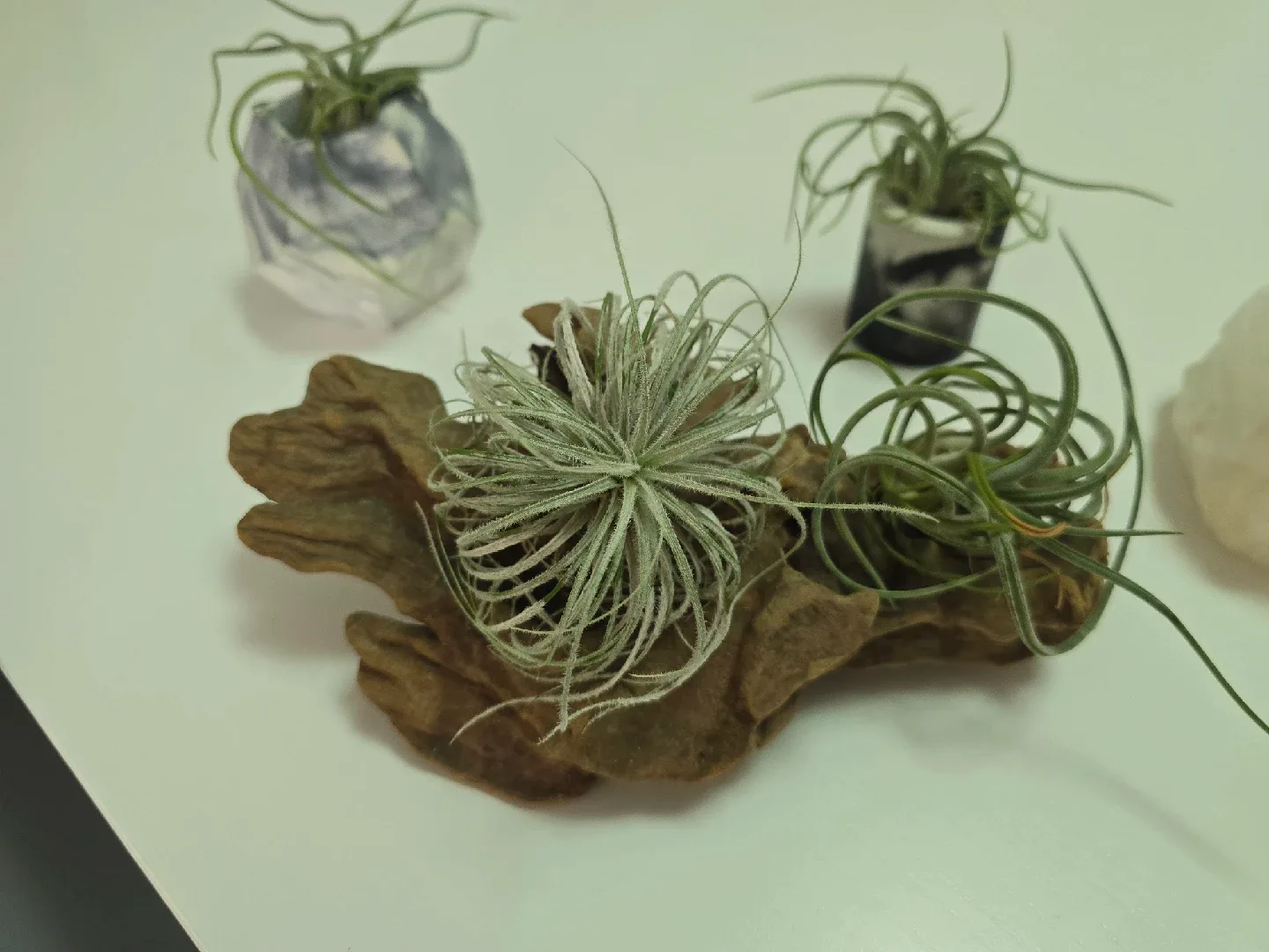 Various Airplants and Holders image indicator(4)