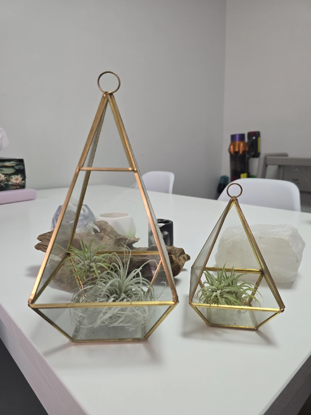 Various Airplants and Holders - photo 5