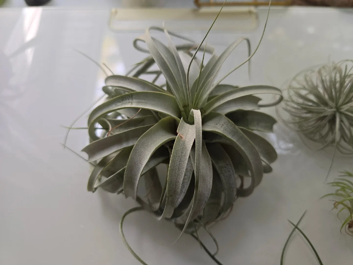 Various Airplants and Holders image indicator(6)