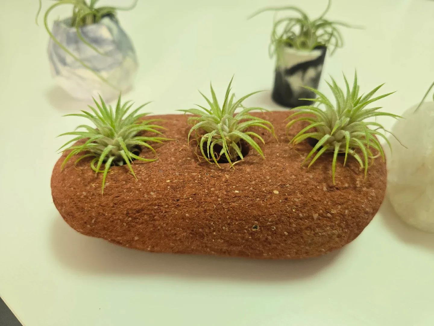 Various Airplants and Holders image indicator(10)