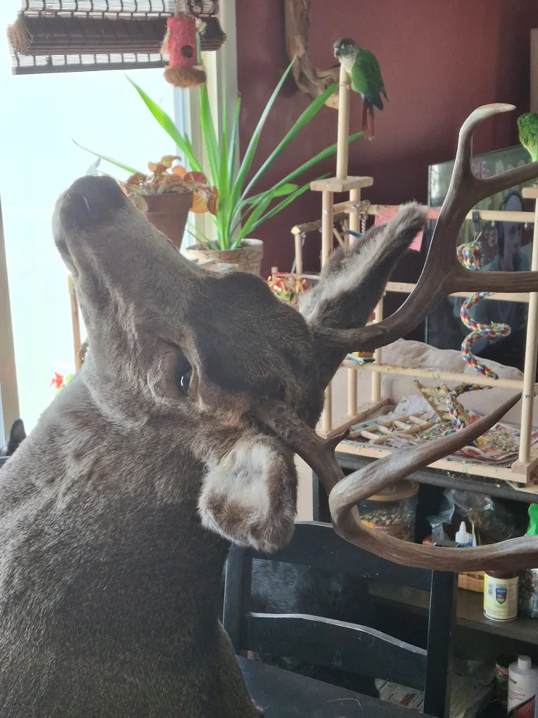 8 point shoulder mount deer image indicator(2)