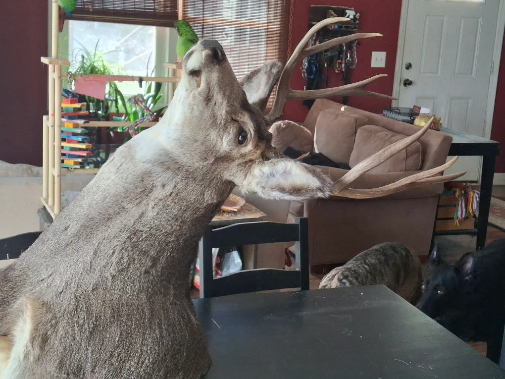 8 point shoulder mount deer image indicator(3)