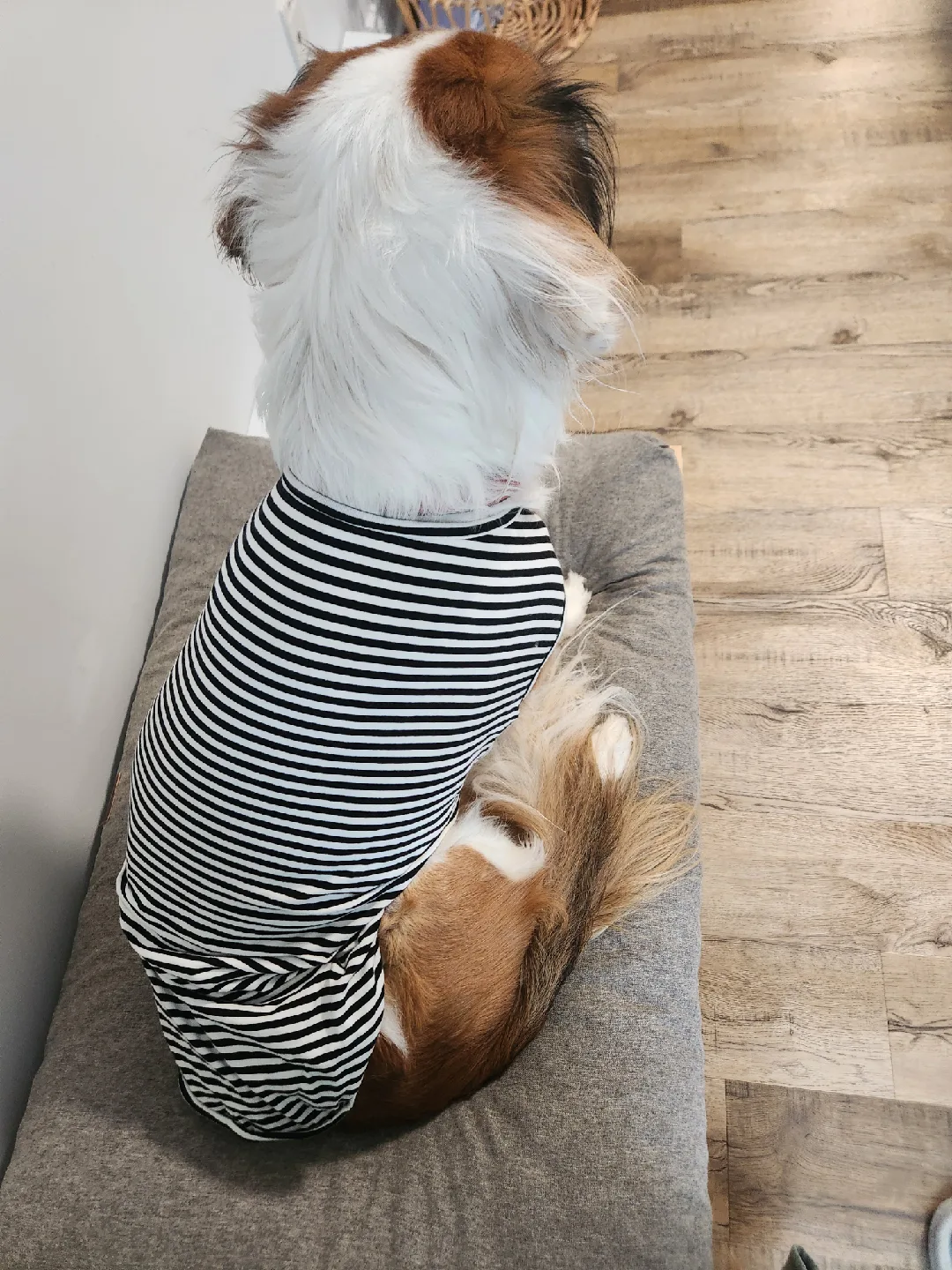 FREE - LEVI BASIC Dog Shirt - Striped image indicator(2)