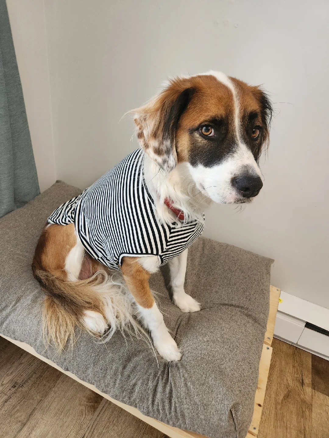 FREE - LEVI BASIC Dog Shirt - Striped