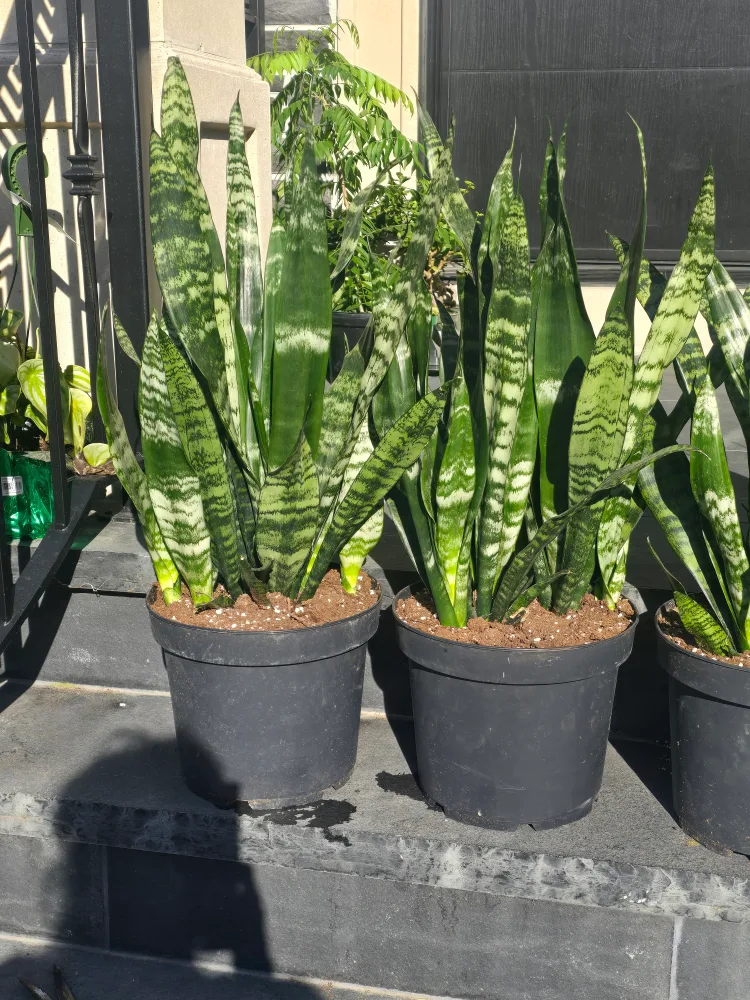 black coral Snake Plant in2 gallon Black Pot image indicator(2)