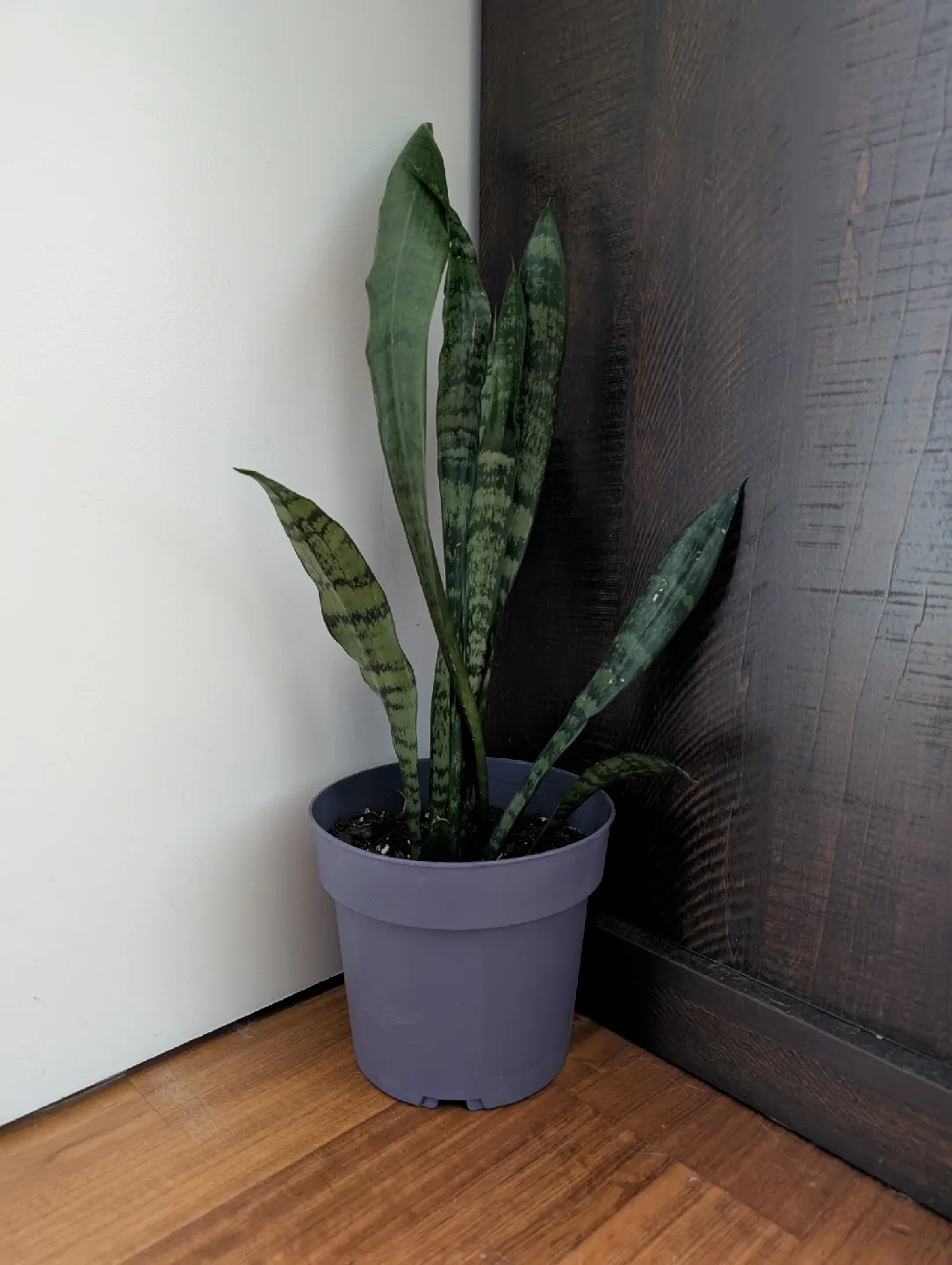 Snake Plant thumbnail