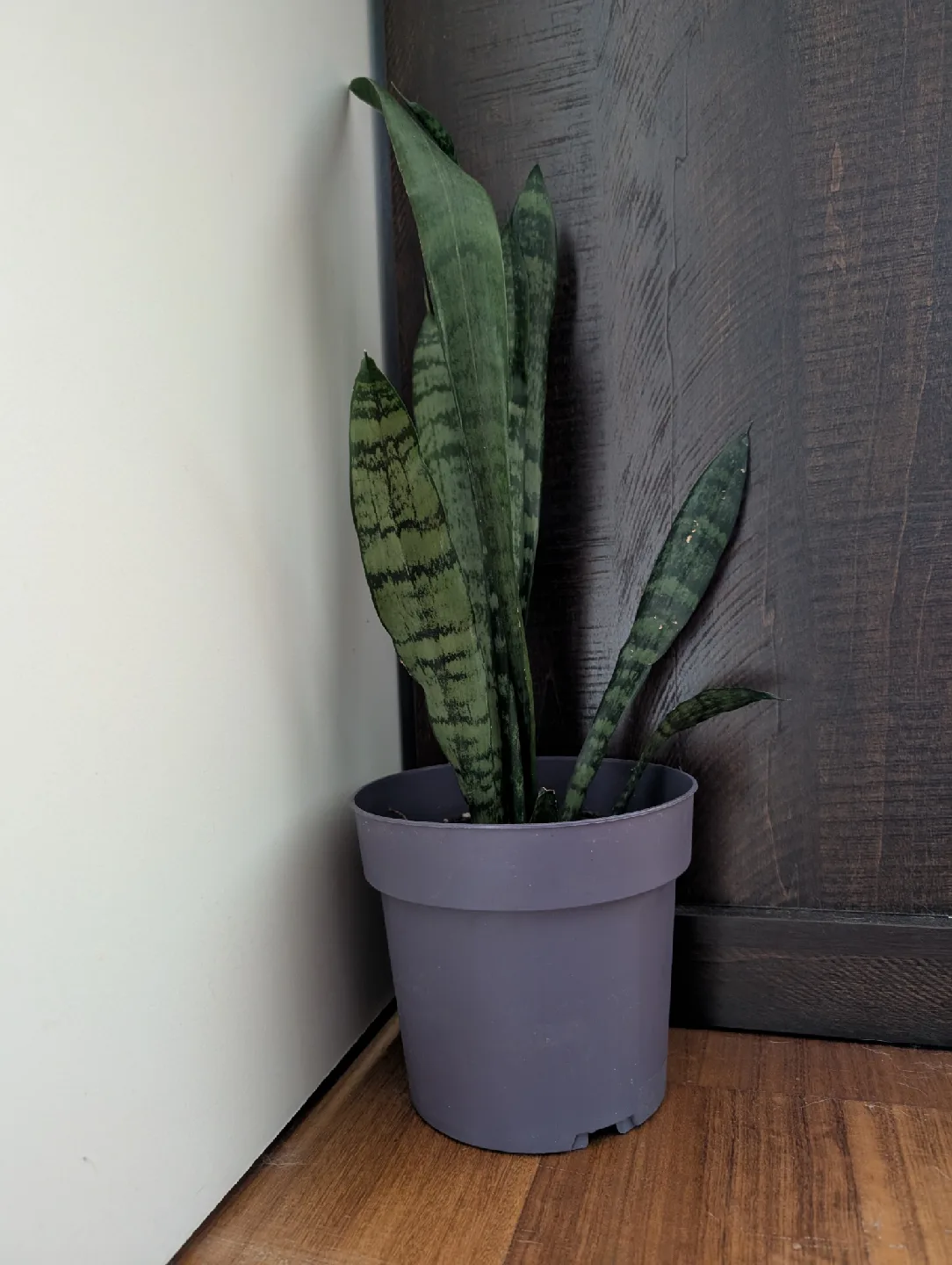 Snake Plant image indicator(2)