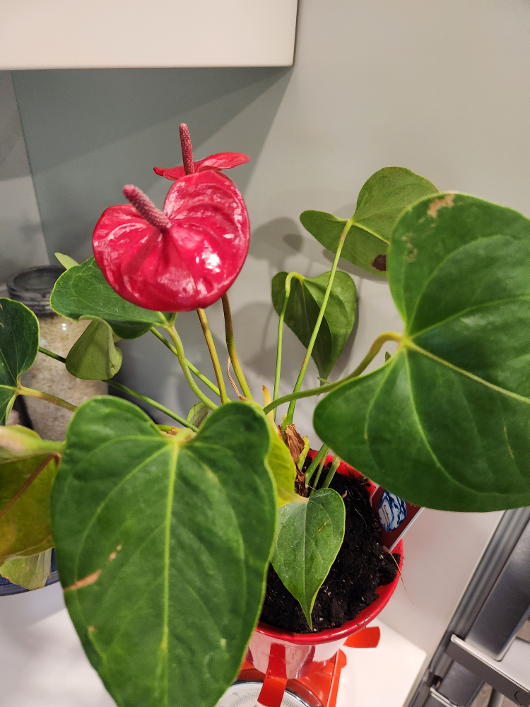 vintage food scale with Anthurium Plant in Red Pot - photo 2