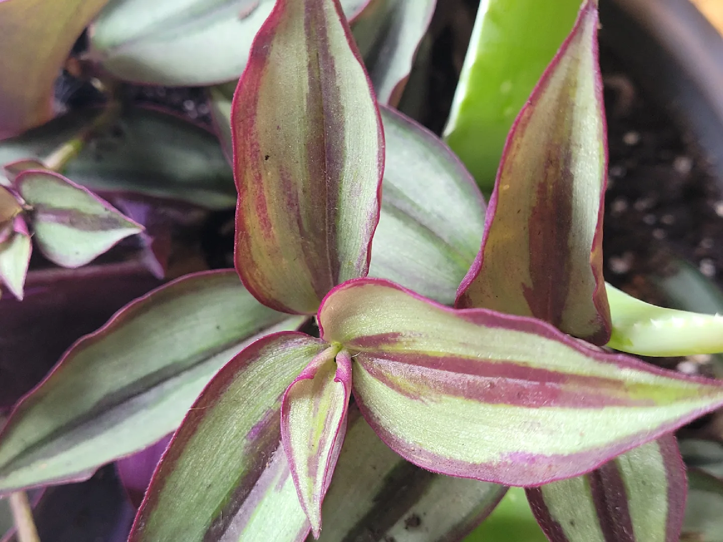 Potted inch plants & Aloe Vera Plant thumbnail