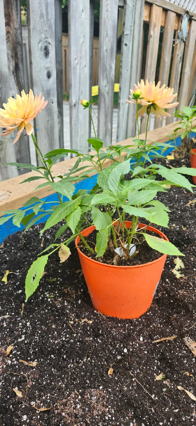 MegaBoom Orange Crush Dahlia image indicator(2)