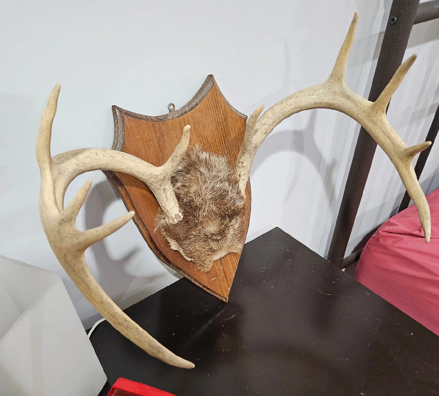 19"s x 12"s, 10 point deer antlers image indicator(2)