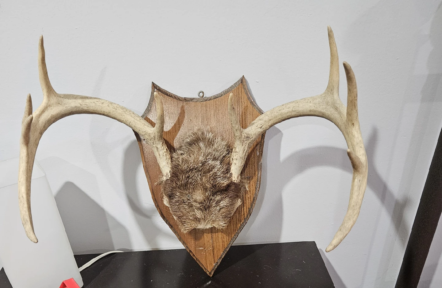 19"s x 12"s, 10 point deer antlers - photo 3