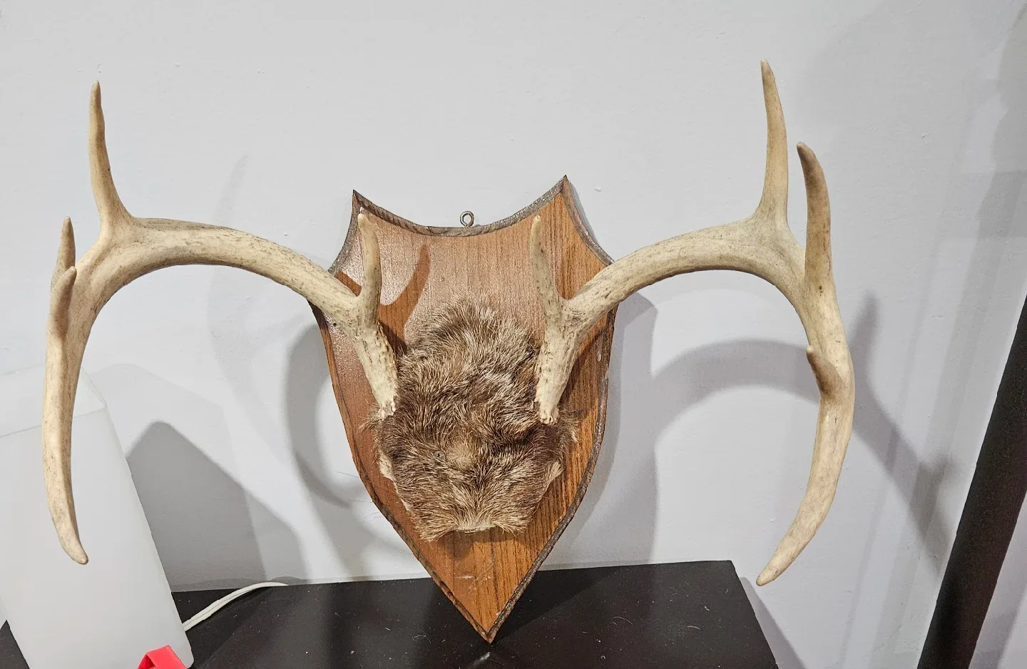 19"s x 12"s, 10 point deer antlers image indicator(3)