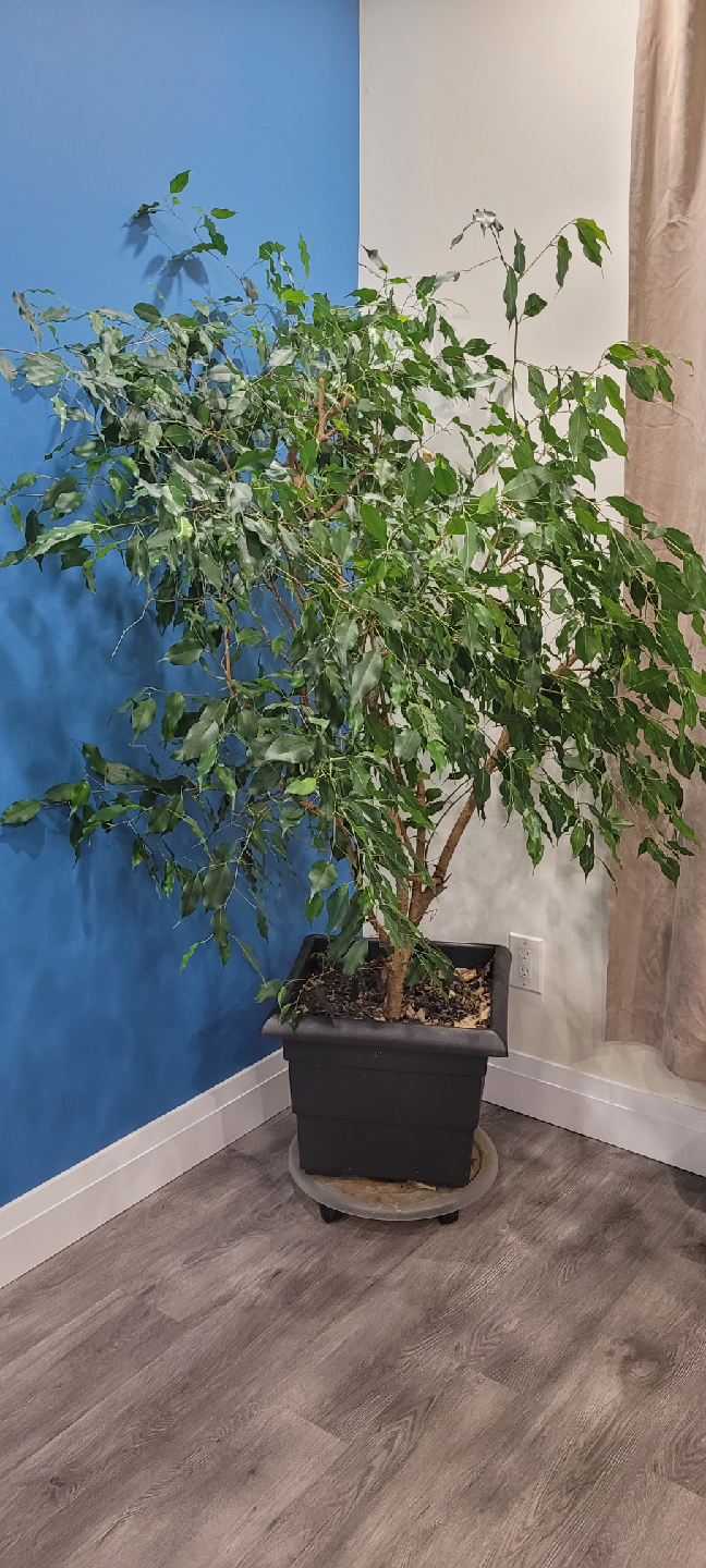 Ficus Benjamina Plant