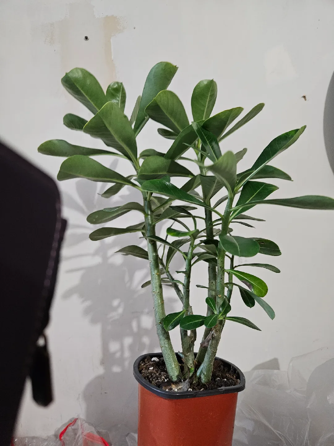 Potted Desert Rose Plant🧡 thumbnail