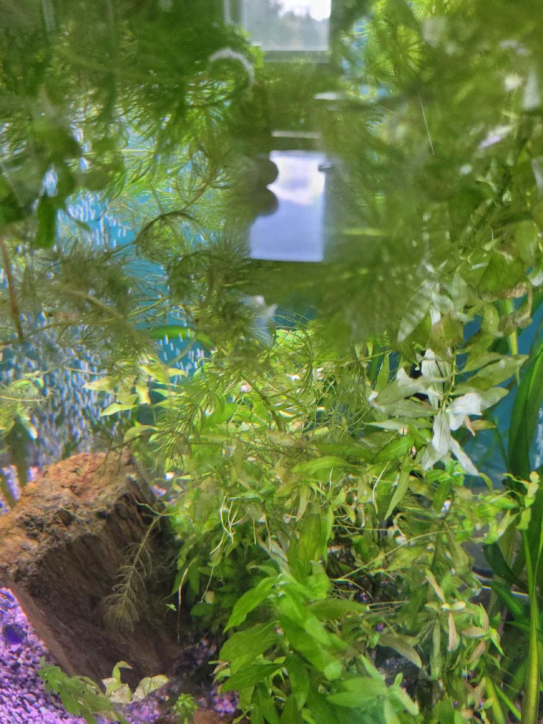 guppys and guppy fry or plants image indicator(2)