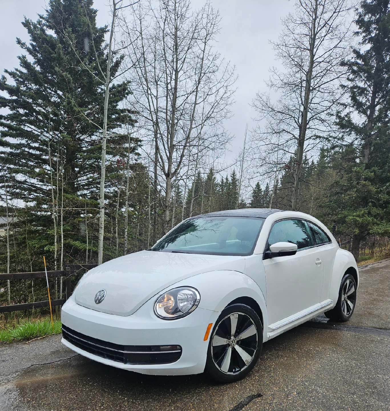 Volkswagen Beetle