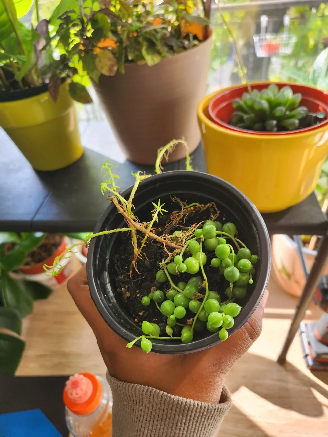 String of Pearls Plant