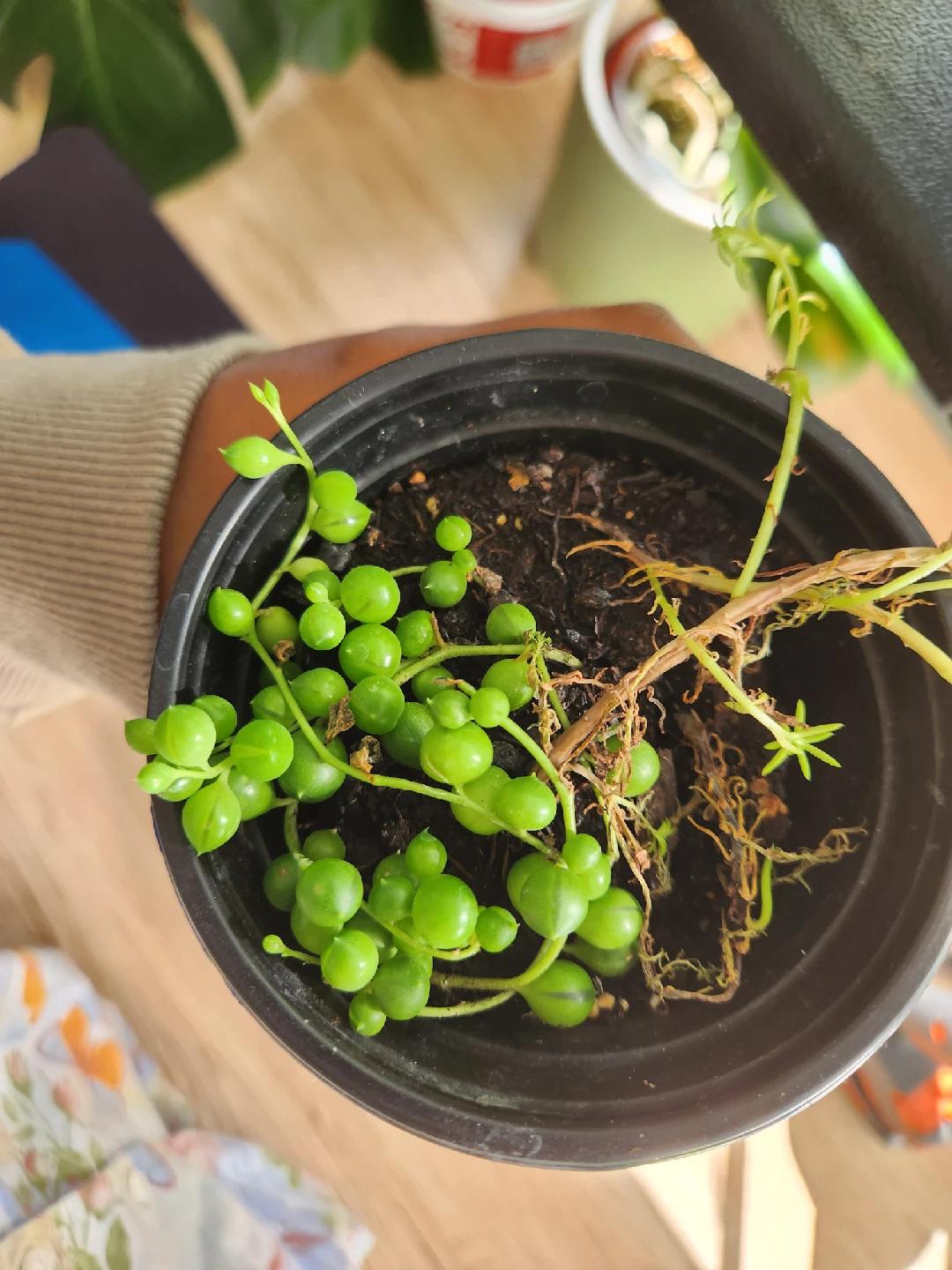 String of Pearls Plant - photo 2