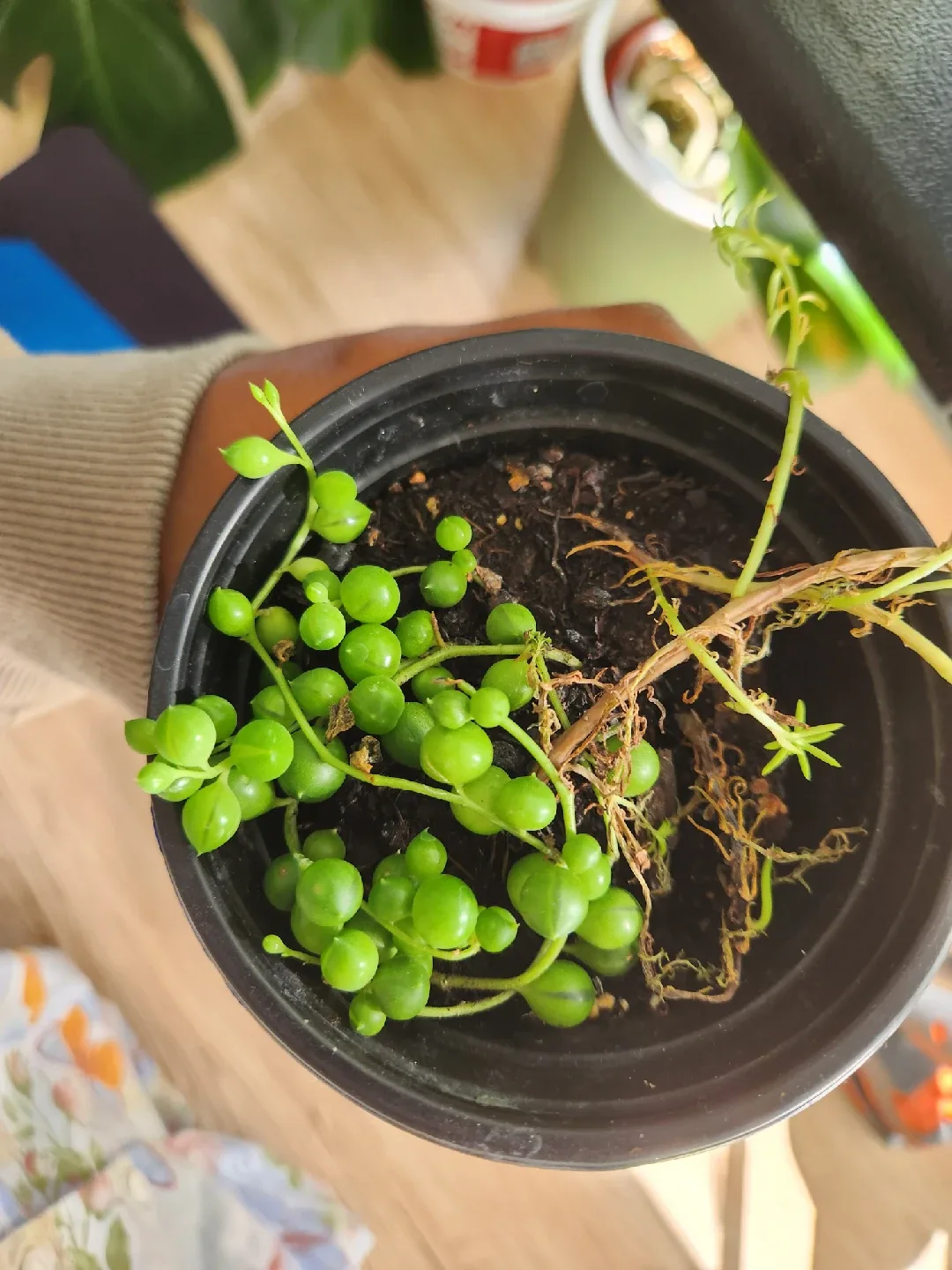 String of Pearls Plant image indicator(2)