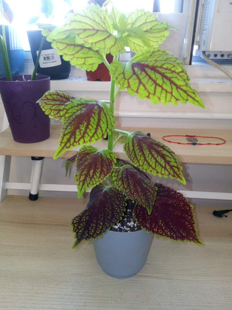 colouses plant - photo 2