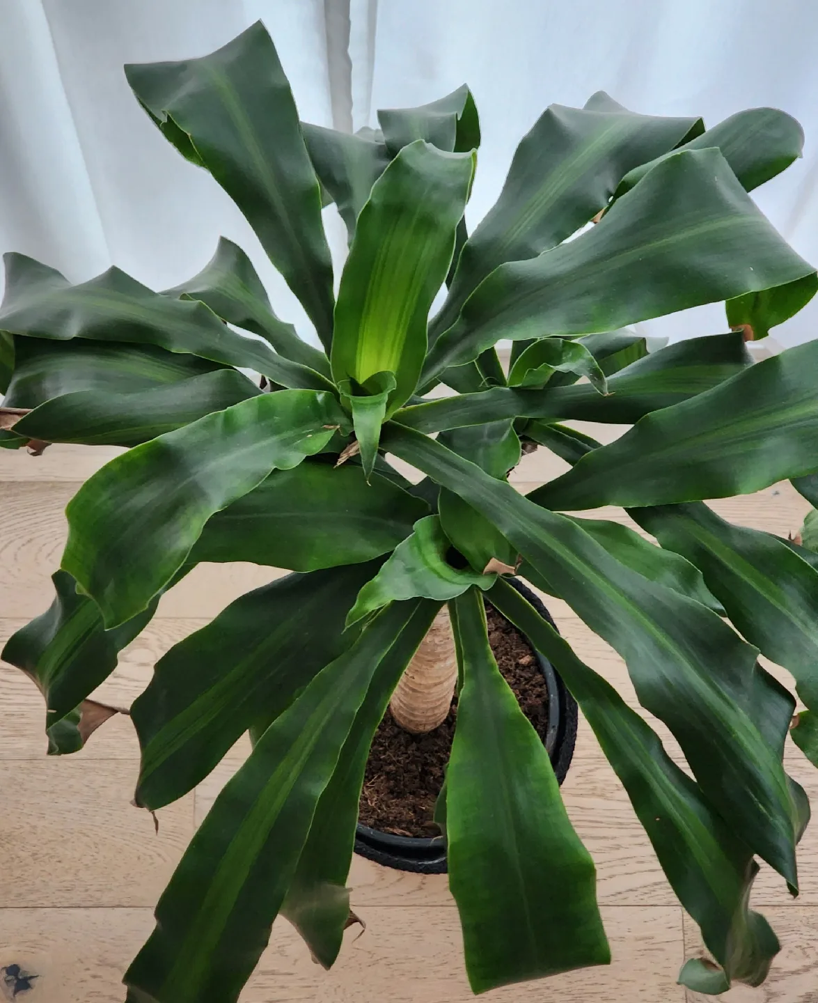 Dracaena Fragrans plant image indicator(2)