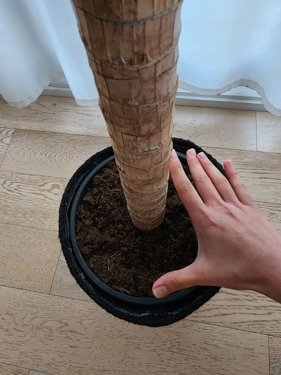 Dracaena Fragrans plant image indicator(3)