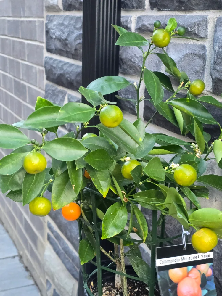 Calamondin Miniature Orange Tree thumbnail