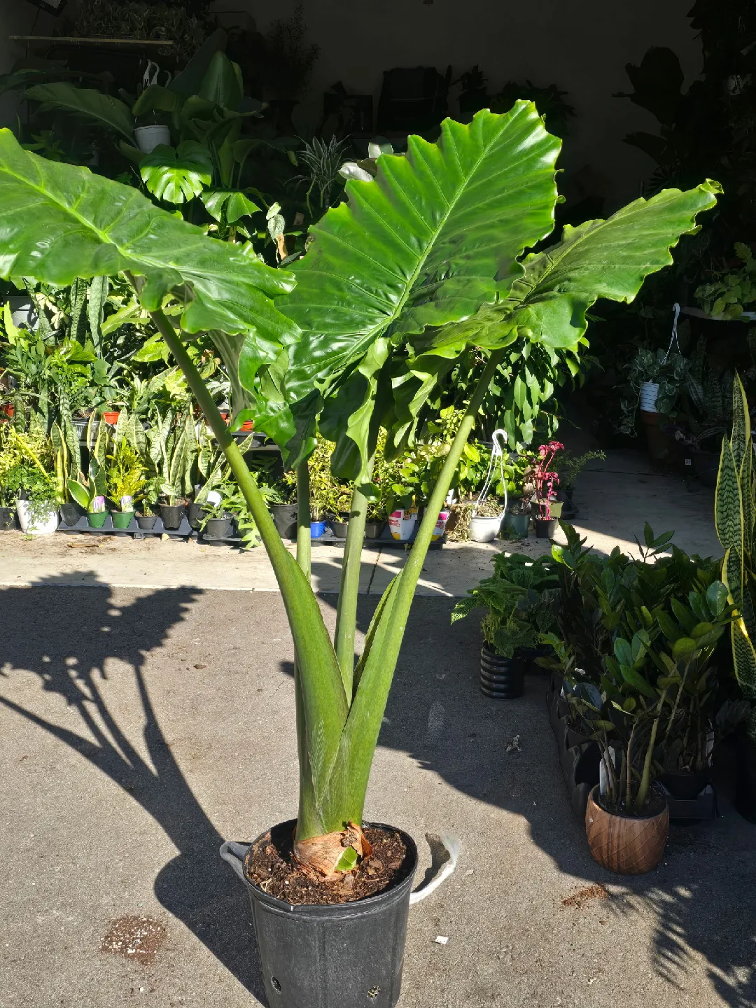 alocasia  plant image indicator(2)