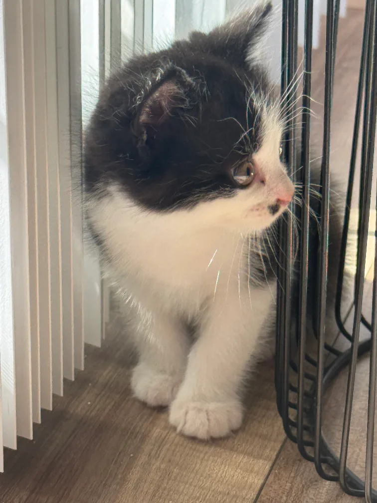 free cat image indicator(2)