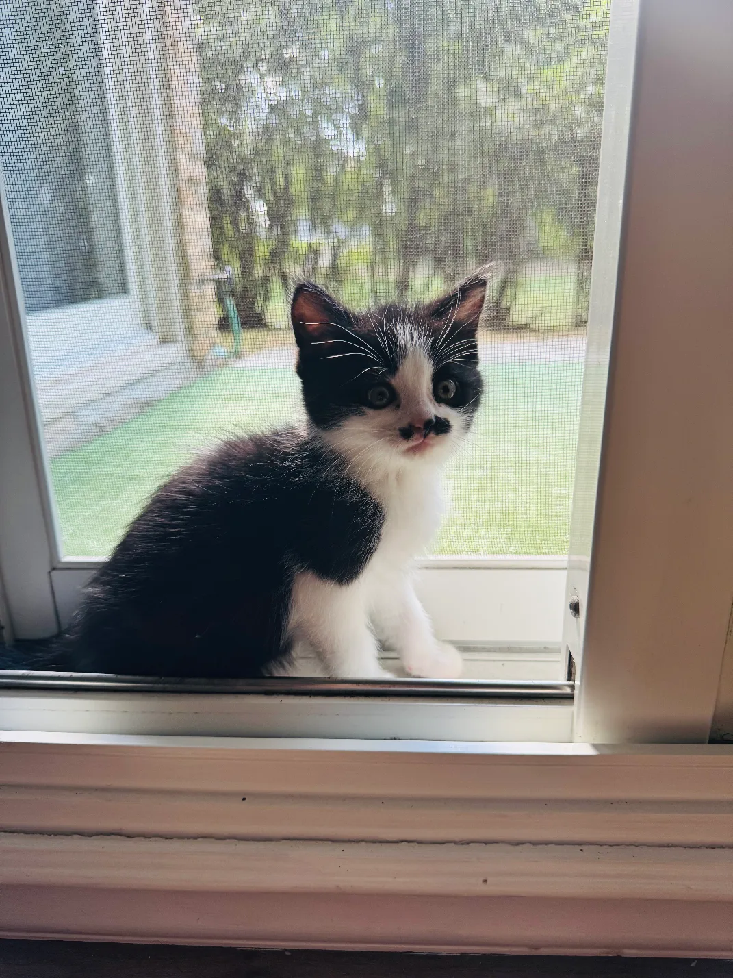 free cat image indicator(3)