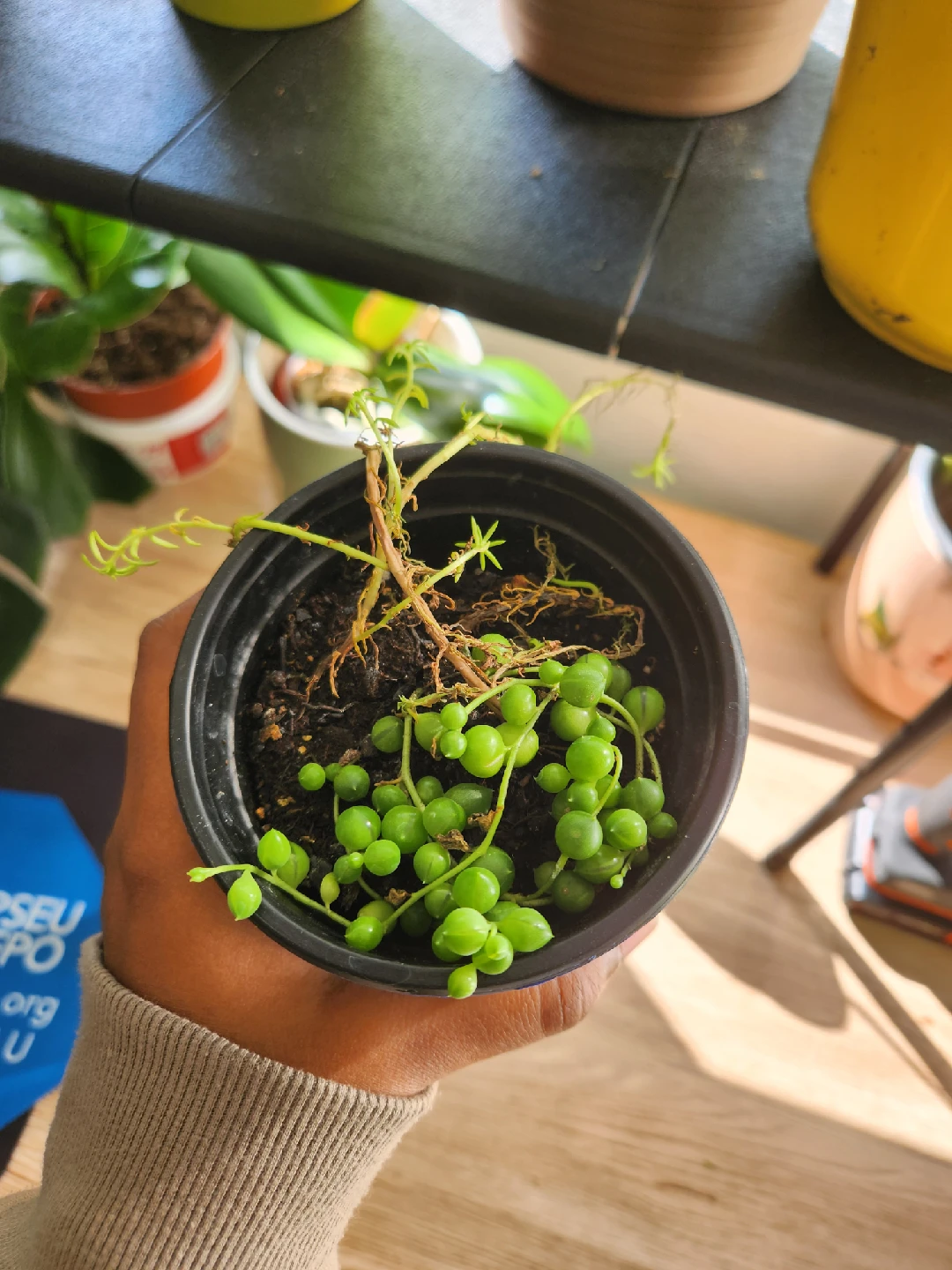 String of Pearls Plant - photo 3