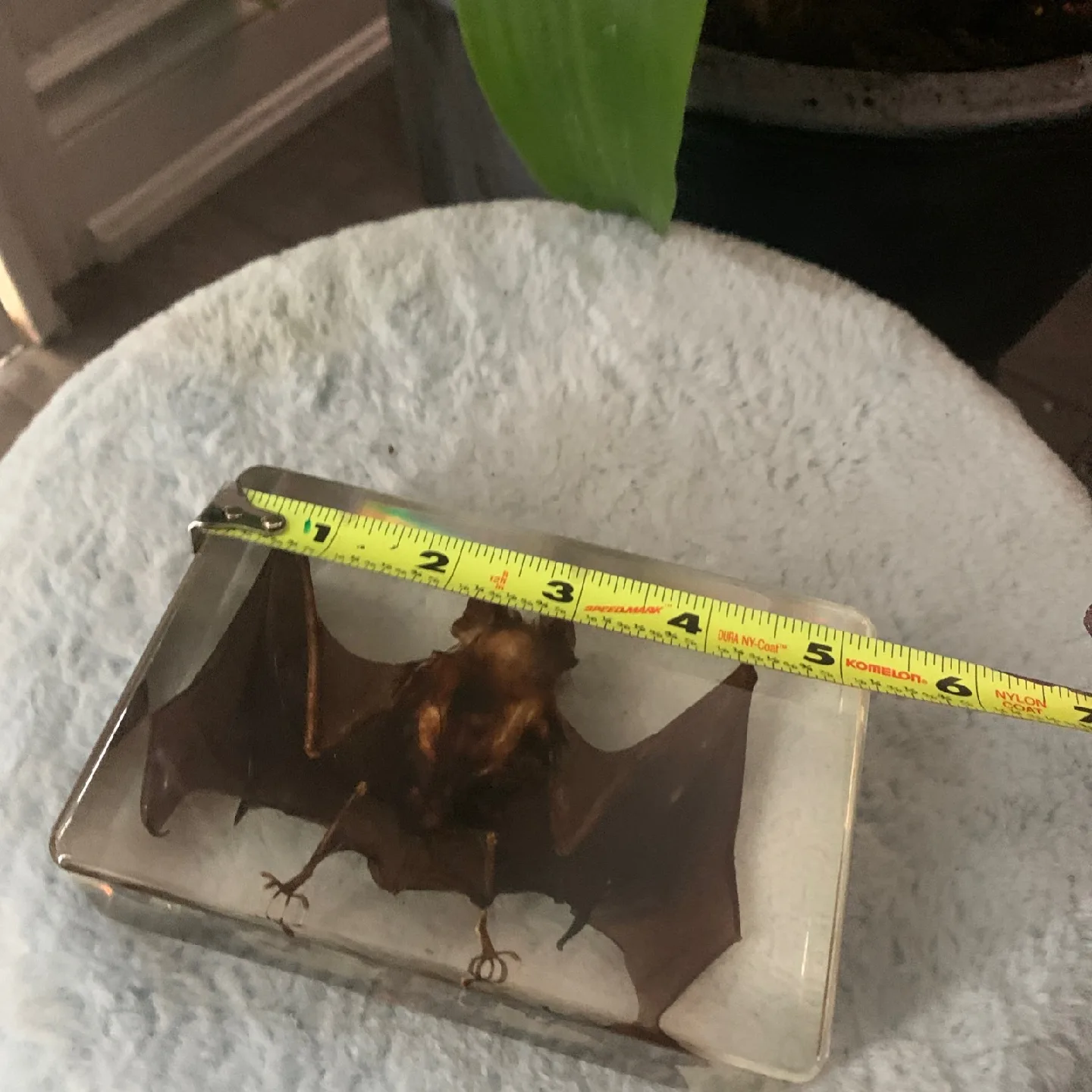 Bat Specimen in Lucite image indicator(5)
