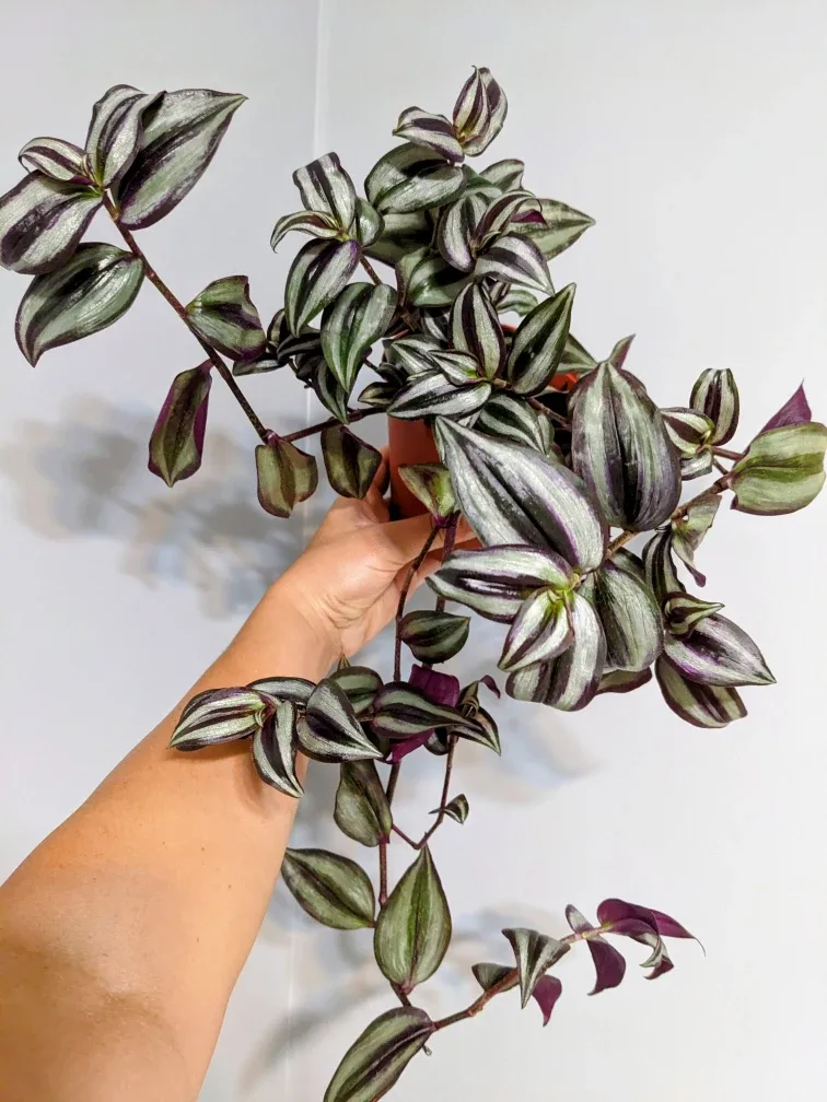 INDOOR PLANT TRADESCANTIA ZEBRINA thumbnail
