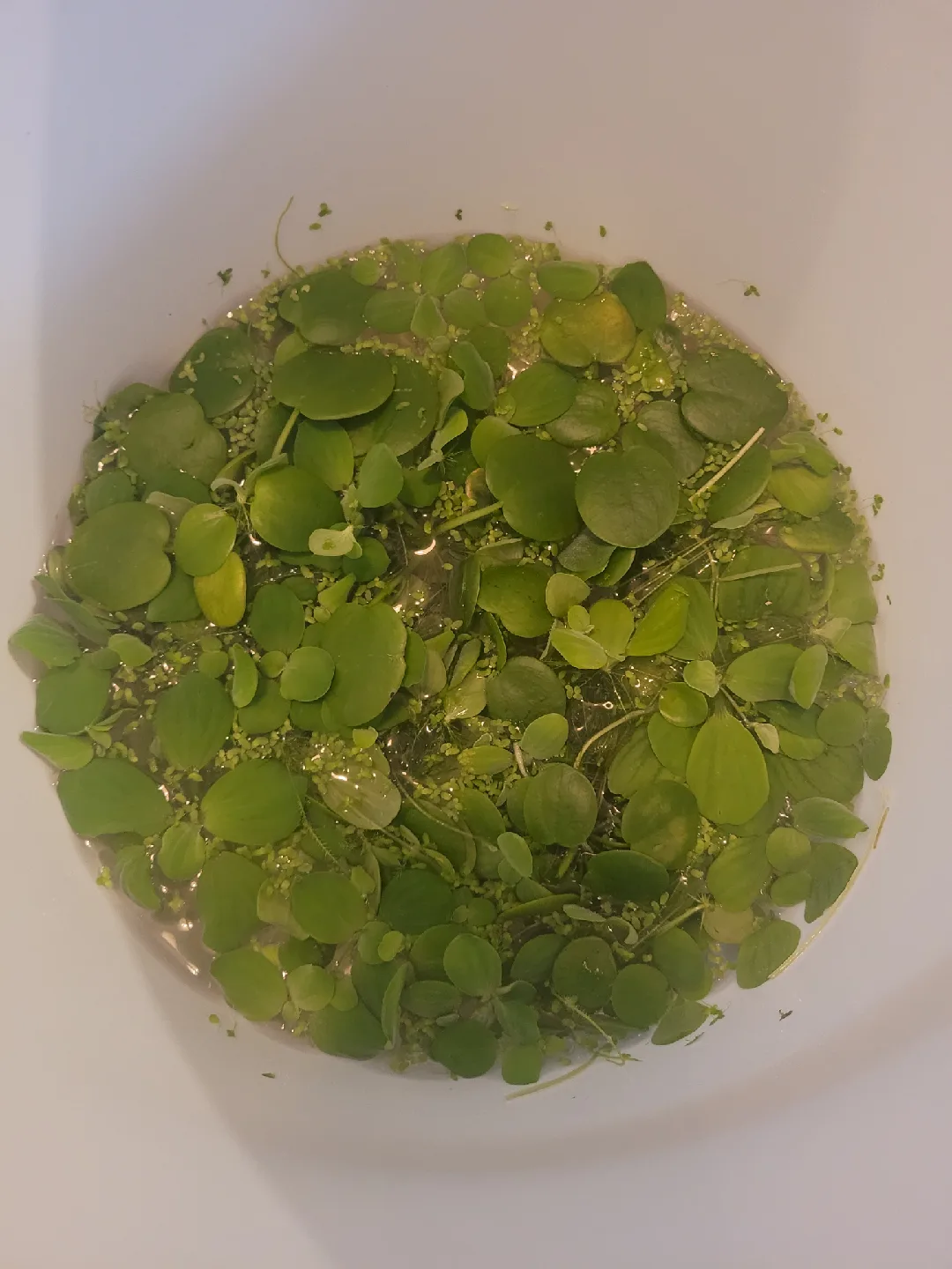 aquarium floating plants thumbnail