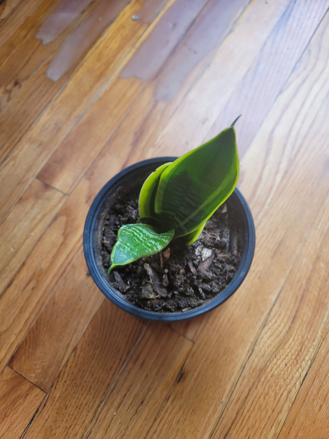 Se vende una sansevieria - photo 3