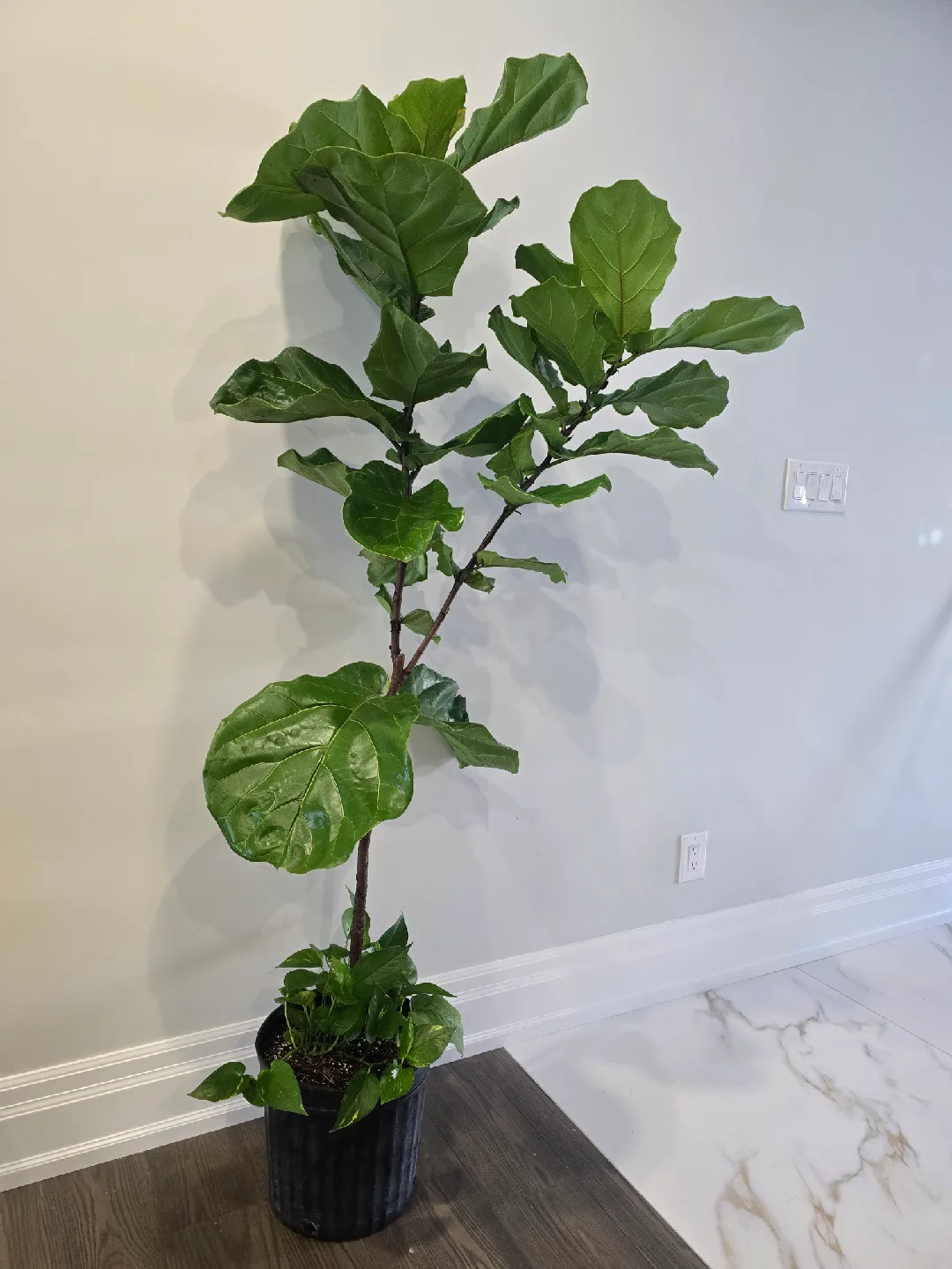 Fiddle Leaf Fig Tree image indicator(2)
