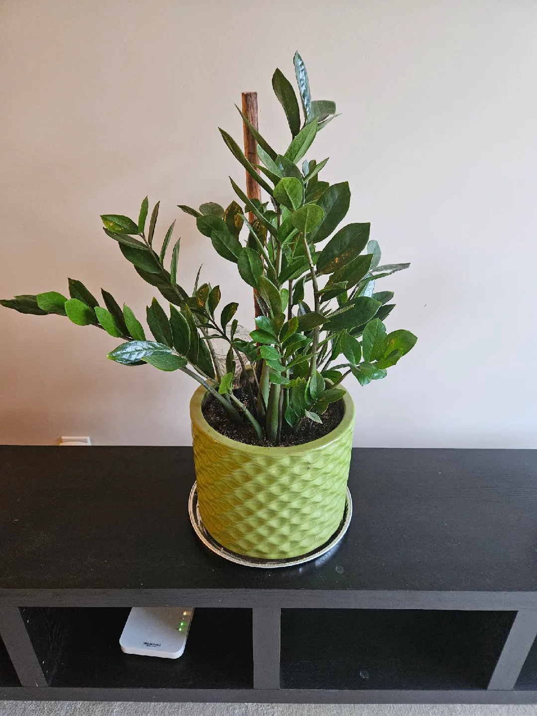 33" ZZ Plant in Green Pot thumbnail