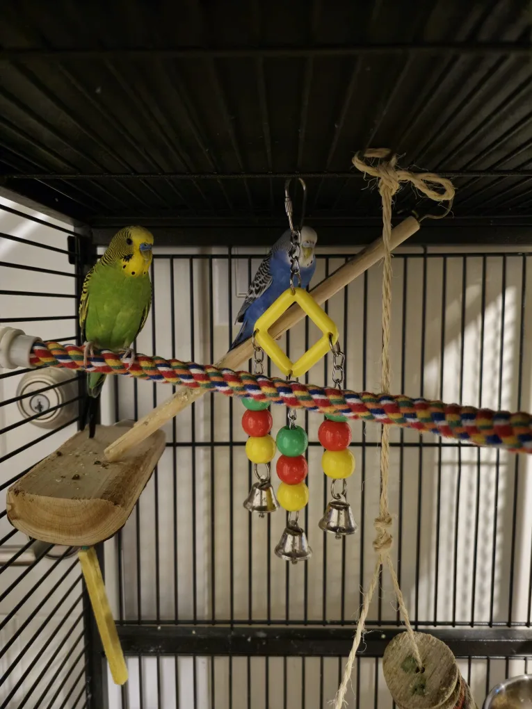 Bird Cage with Accessories image indicator(2)