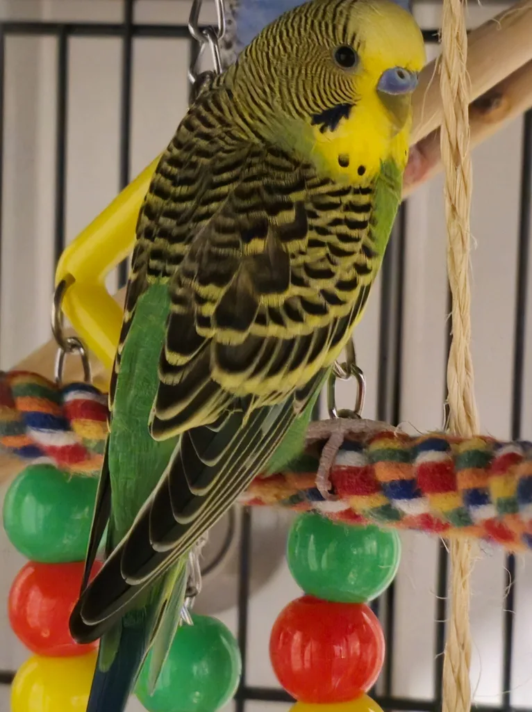 Bird Cage with Accessories image indicator(4)