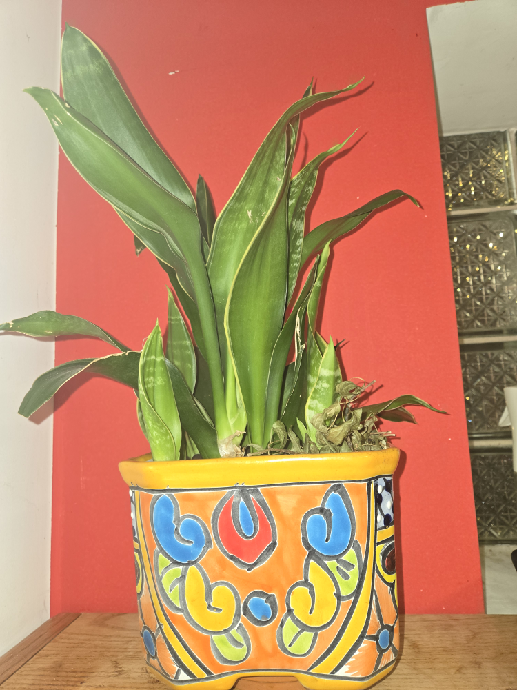 Snake Plant in Colorful Pot
