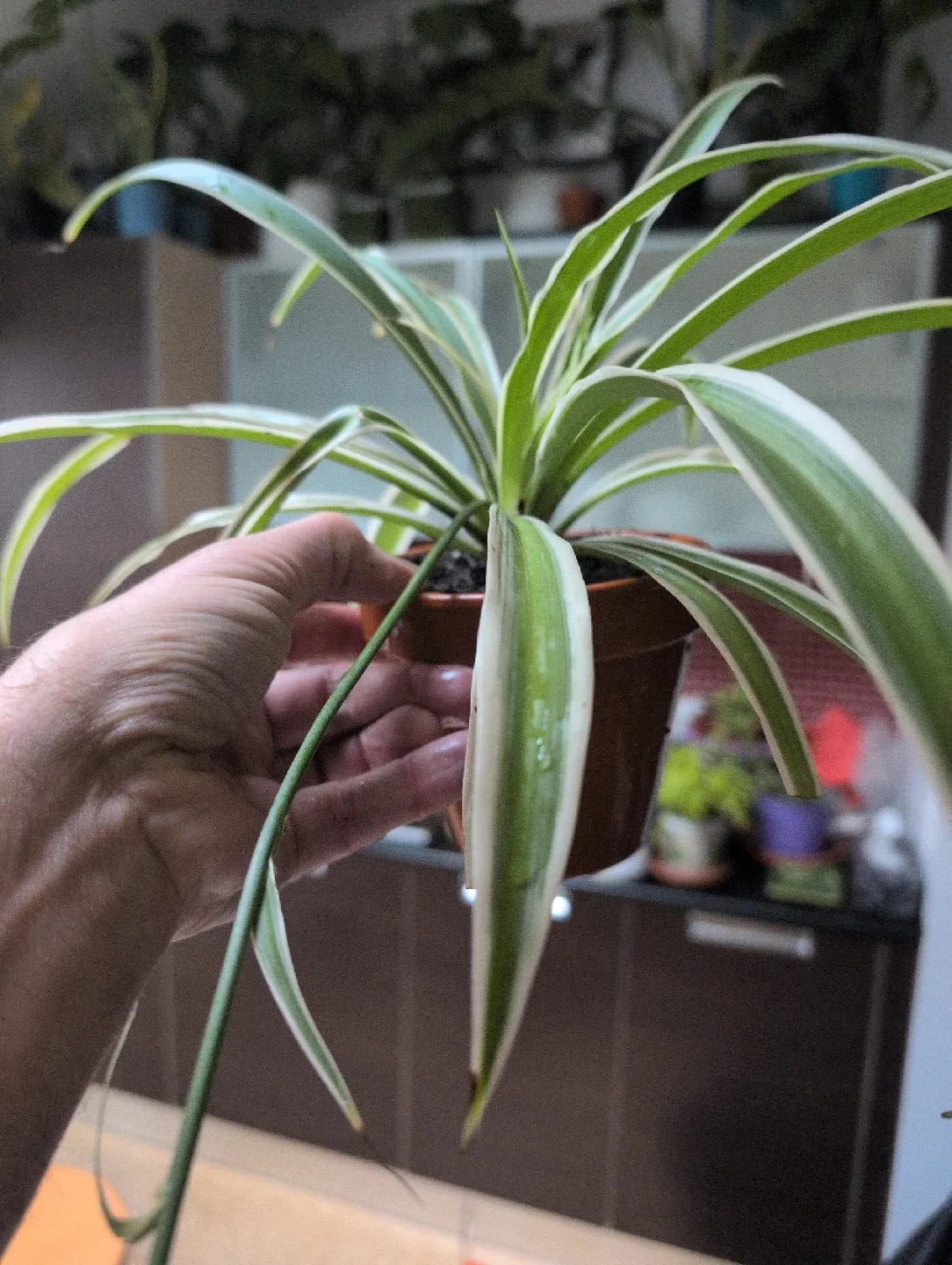 Spider Plant image indicator(2)