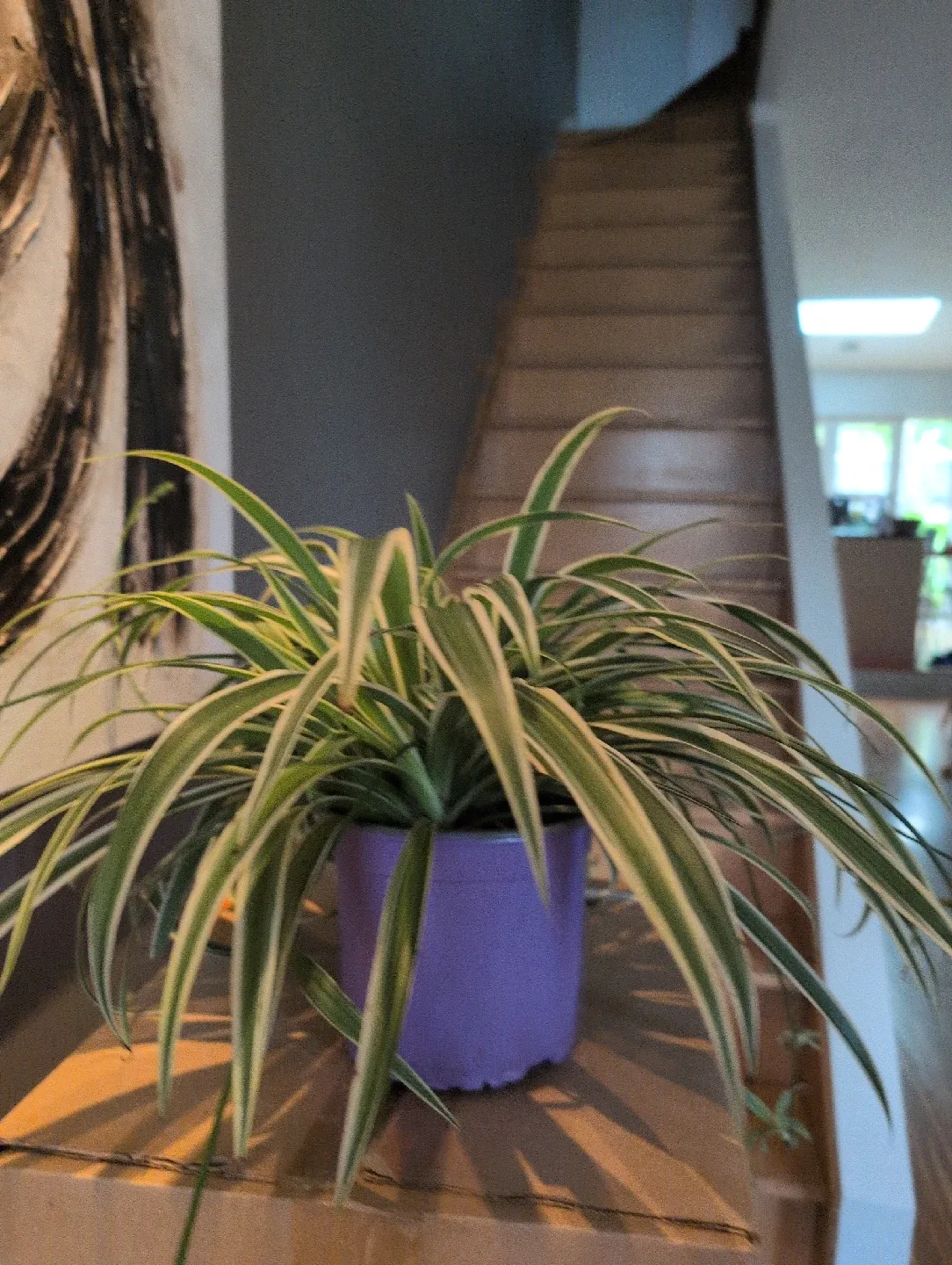 Spider Plant image indicator(4)