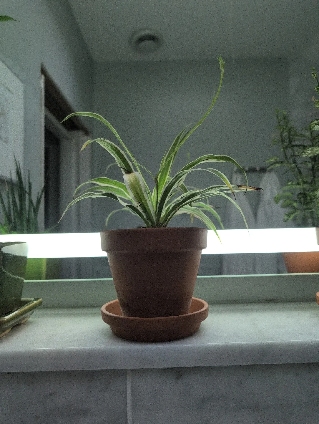 Spider Plant image indicator(9)