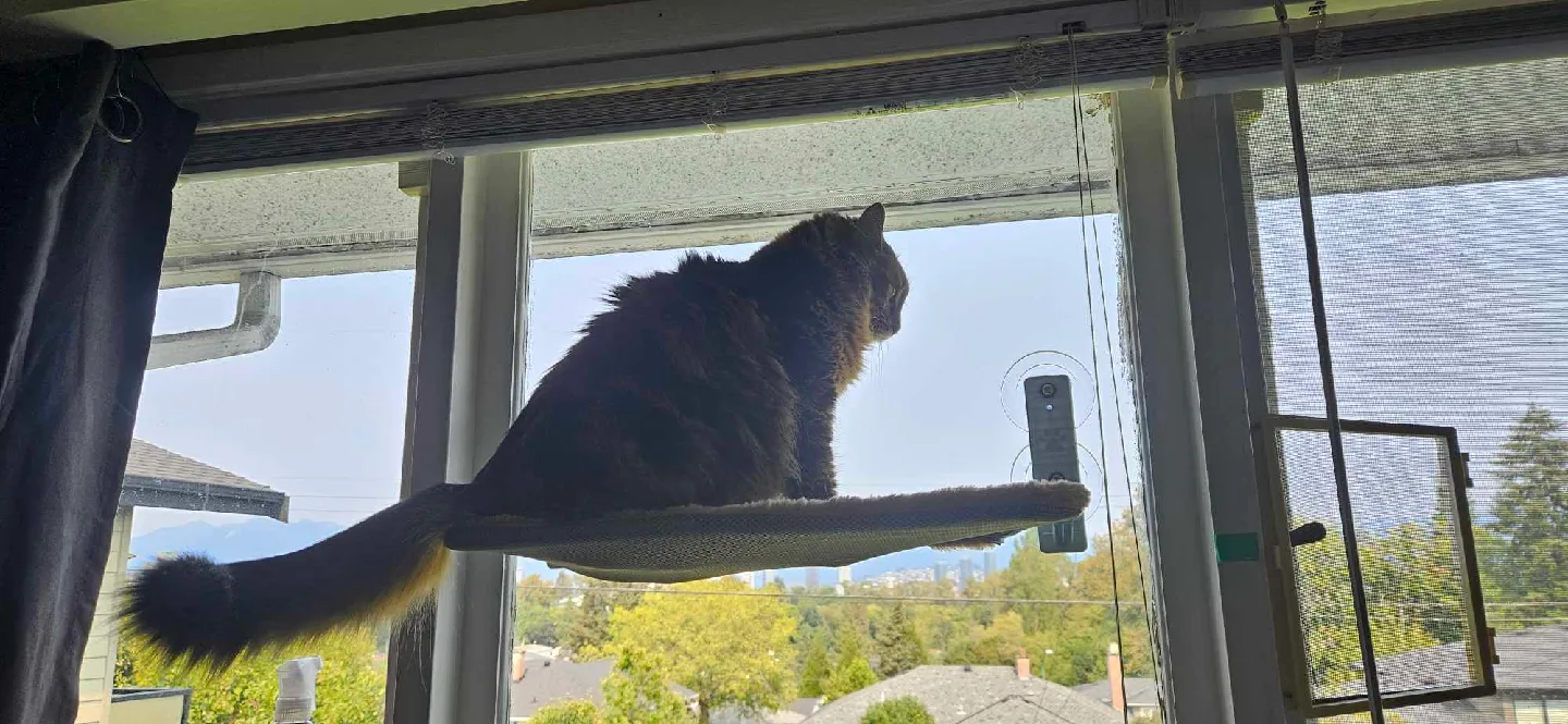 Window Cat Perch image indicator(2)