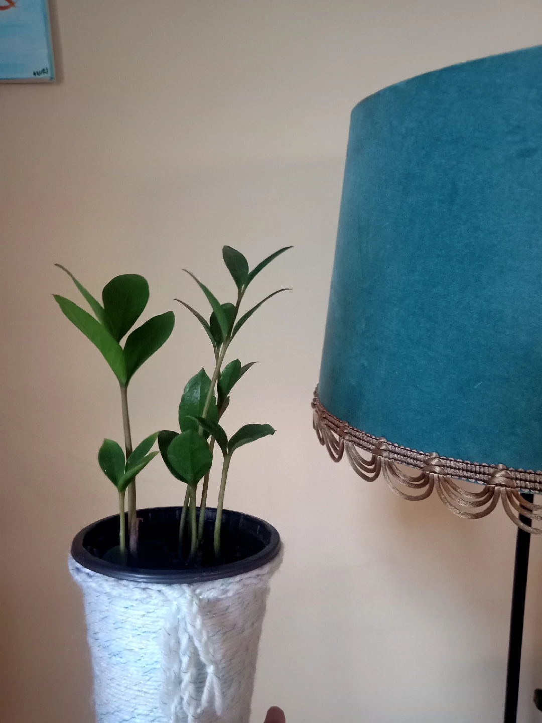 ZZ Plant