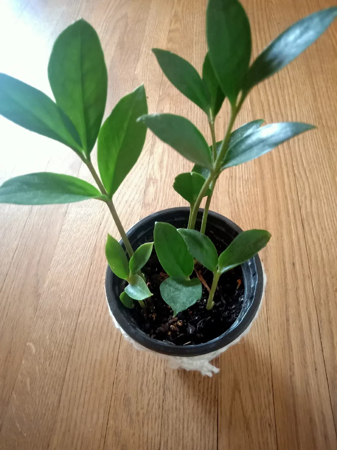 ZZ Plant image indicator(2)