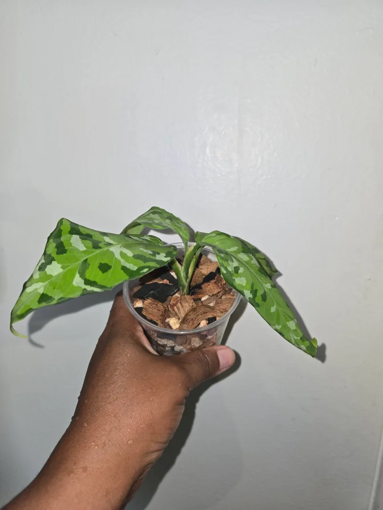 Pictum tri color  Aglaonema Plant✨️🌿 (2 available) image indicator(2)