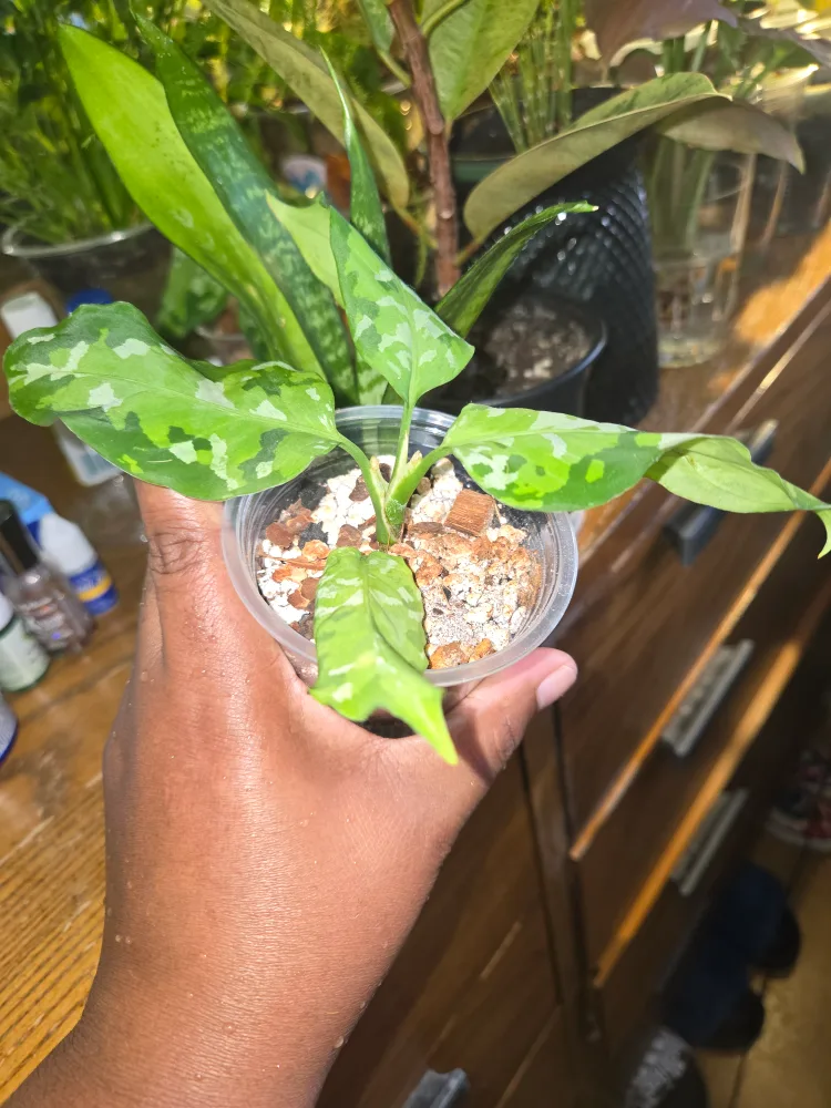 Pictum tri color  Aglaonema Plant✨️🌿 (2 available) image indicator(3)